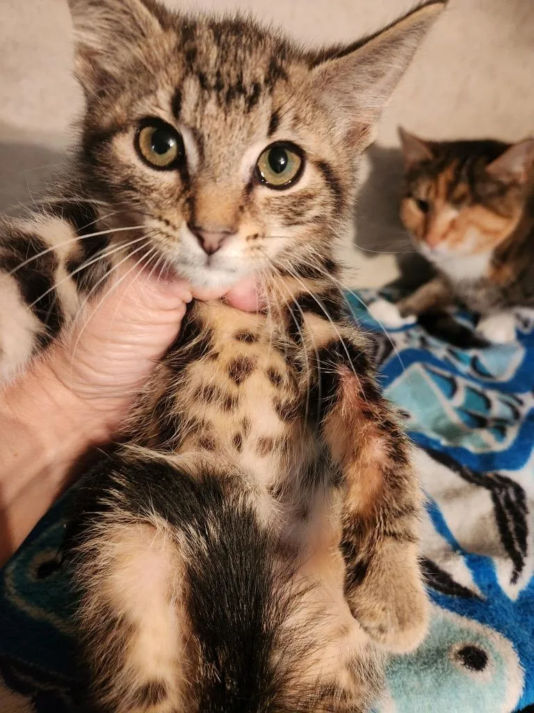 A baby medium-sized male Domestic Short Hair cat named Rooster for adoption in Douglasville, GA