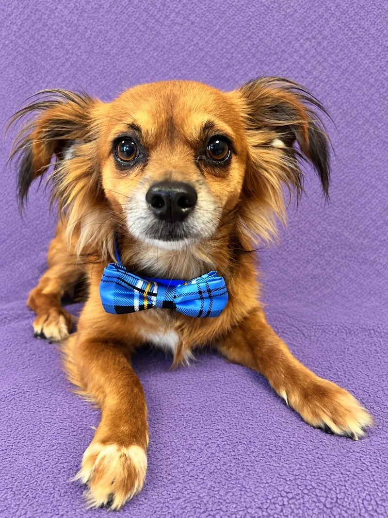 A young small-sized male Golden Chihuahua dog named Little Boy for adoption in Lodi, CA