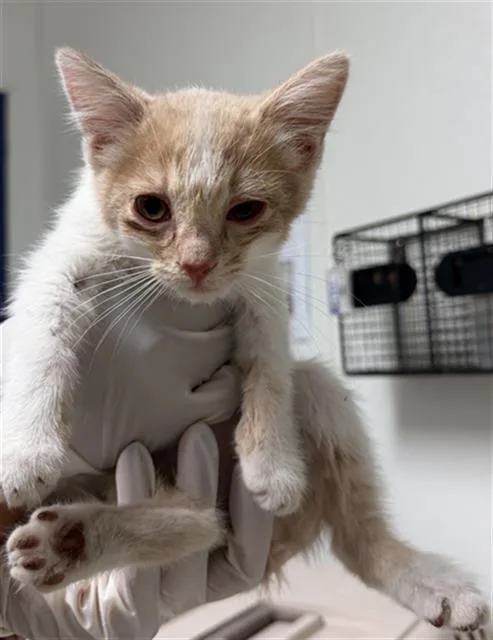 A baby small-sized male Domestic Short Hair cat named King for adoption in Bakersfield, CA
