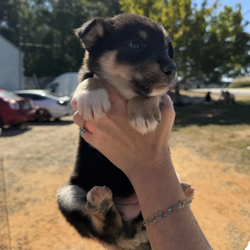 A baby medium-sized female Brown / Chocolate German Shepherd Dog dog named Camaro for adoption in Columbia, SC