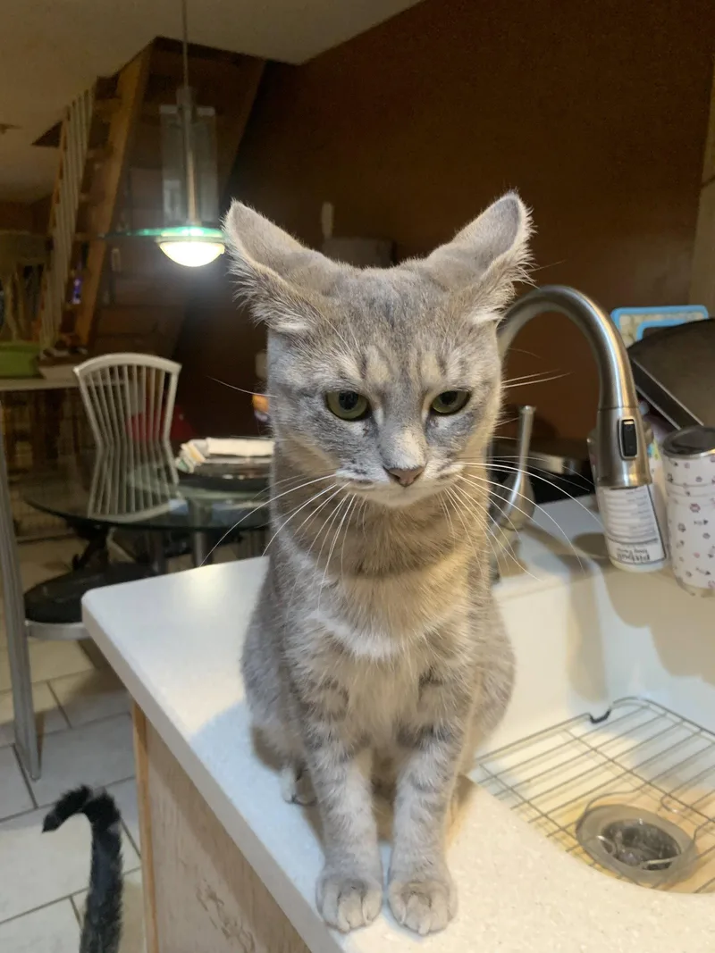 An adult medium-sized female Domestic Short Hair cat named Morgan for adoption in Yardley, PA