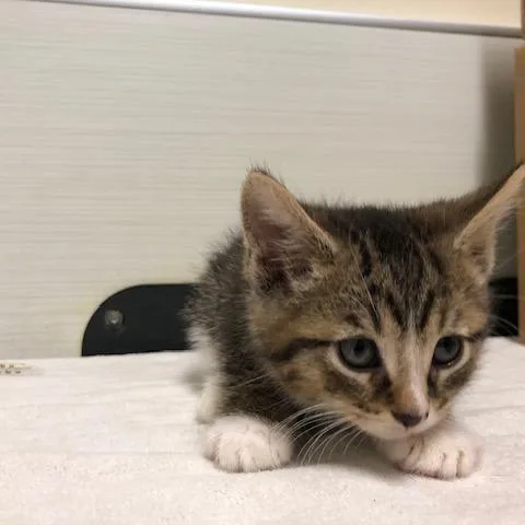 A baby small-sized female Brown / Chocolate Domestic Short Hair cat named Croissant for adoption in Novelty, OH