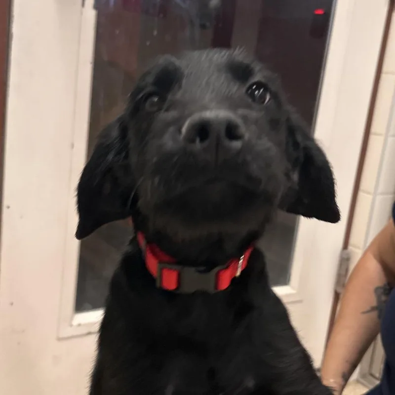 A baby large-sized male Setter dog named Jasper for adoption in Reno, NV