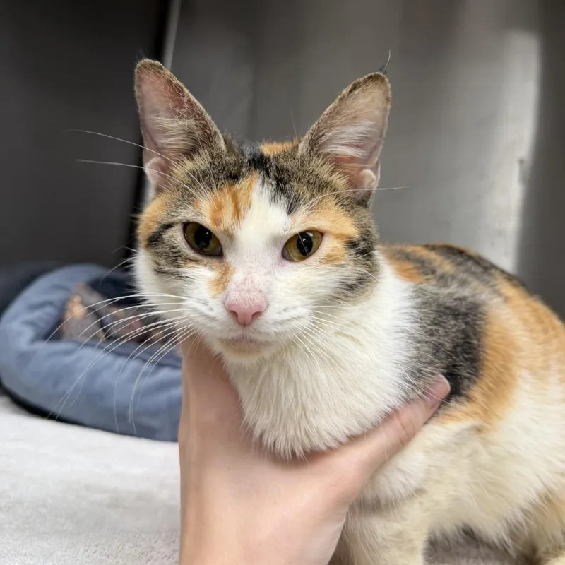 A young medium-sized female Calico Domestic Short Hair cat named Moxie for adoption in Indianapolis, IN