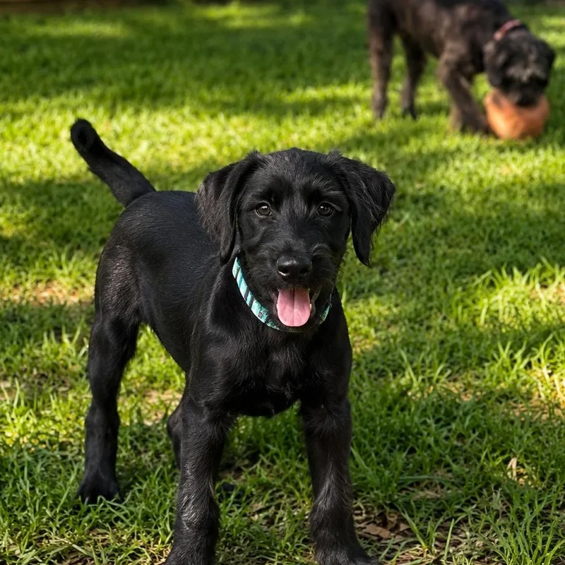 A young medium-sized male Black Standard Schnauzer dog named Hector for adoption in Humble, TX