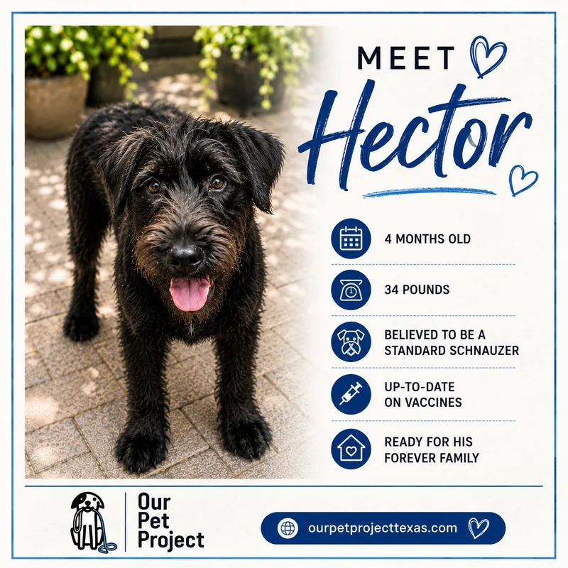 Hector thumbnail 2