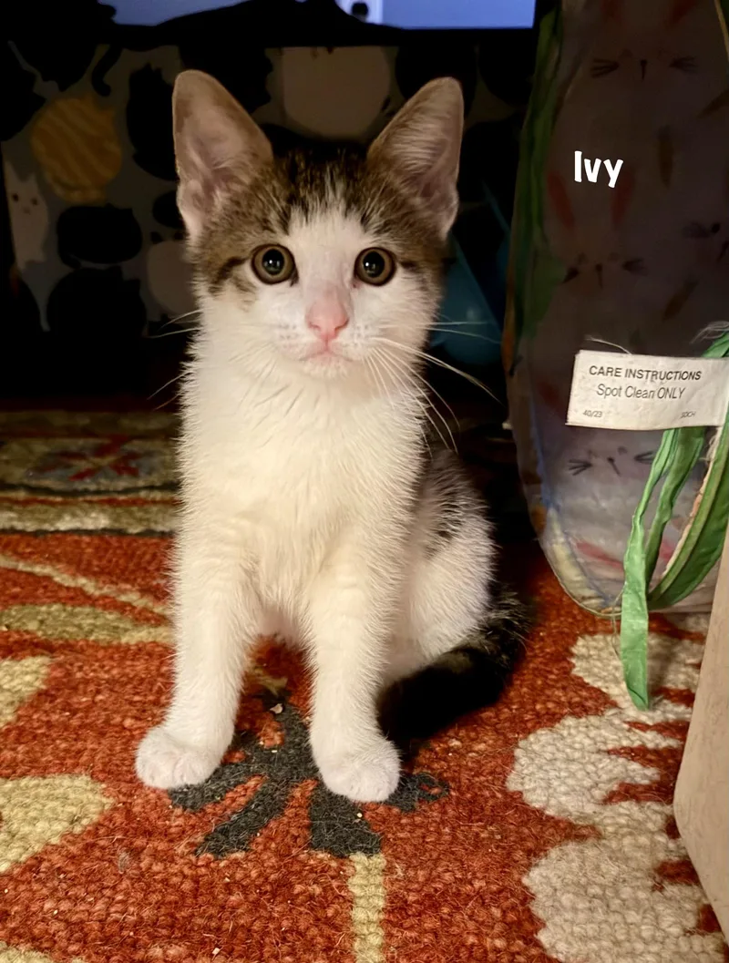 A baby small-sized female White Domestic Short Hair cat named Ivy Purrcival for adoption in East Hartford , CT