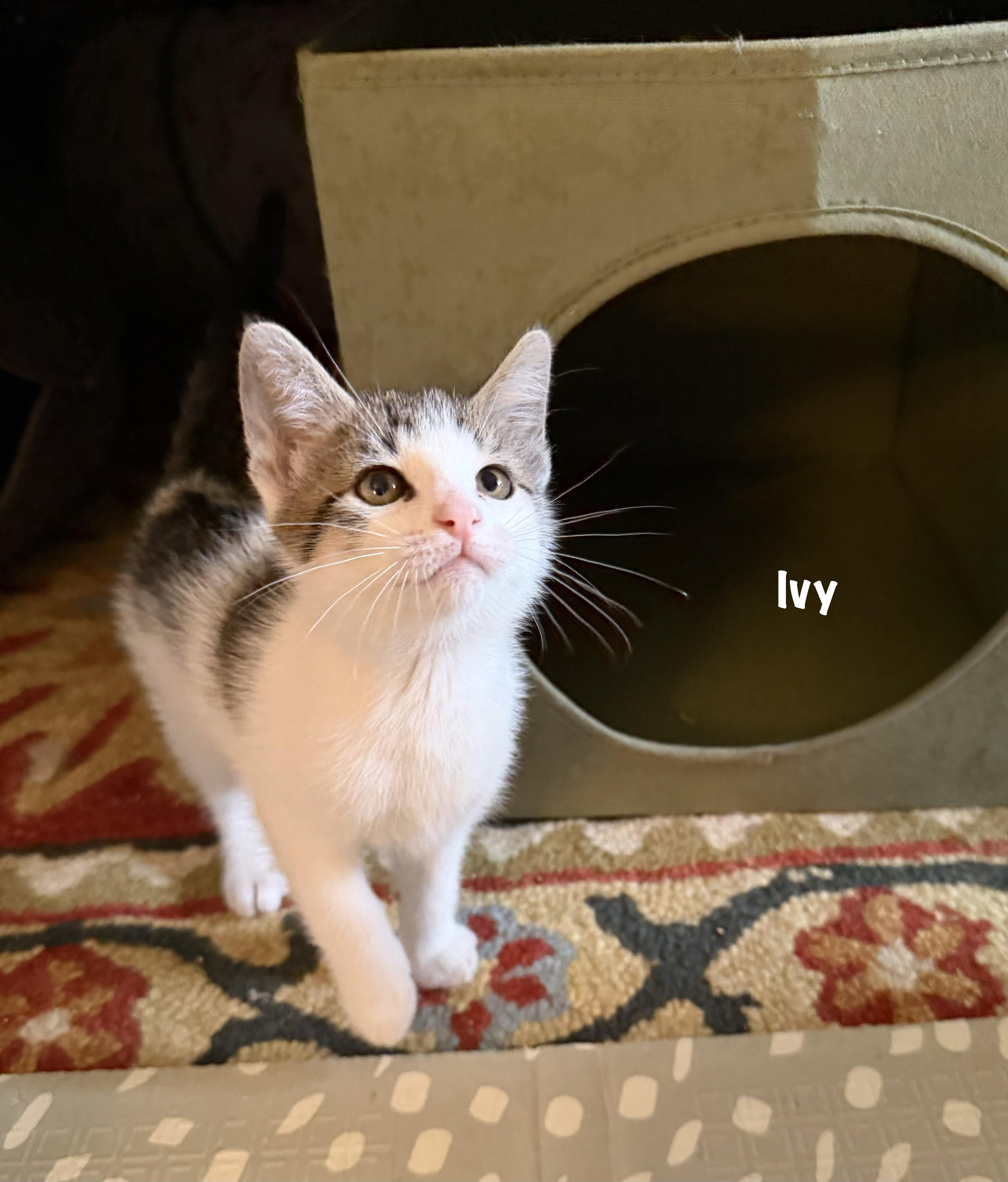 Ivy Purrcival thumbnail 3