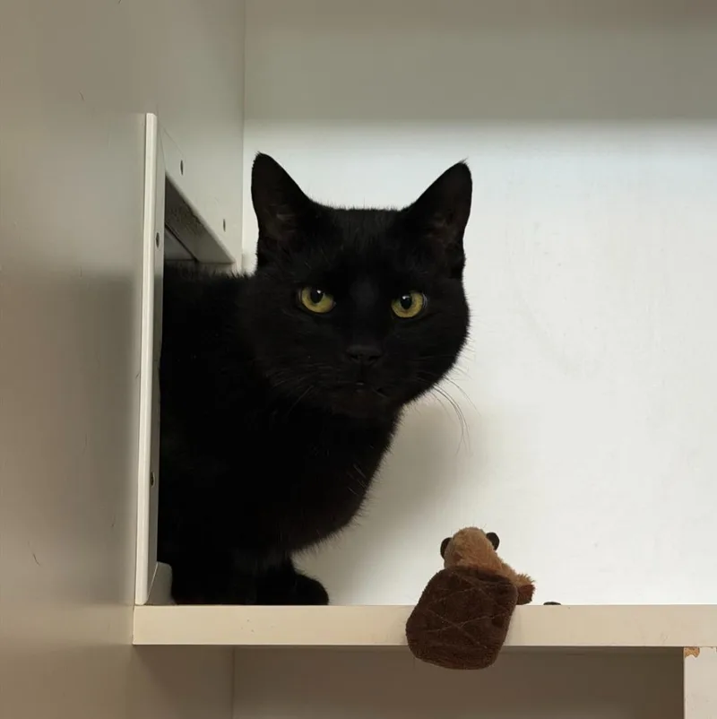 A young small-sized male Domestic Short Hair cat named Jeff for adoption in Hyde Park, NY