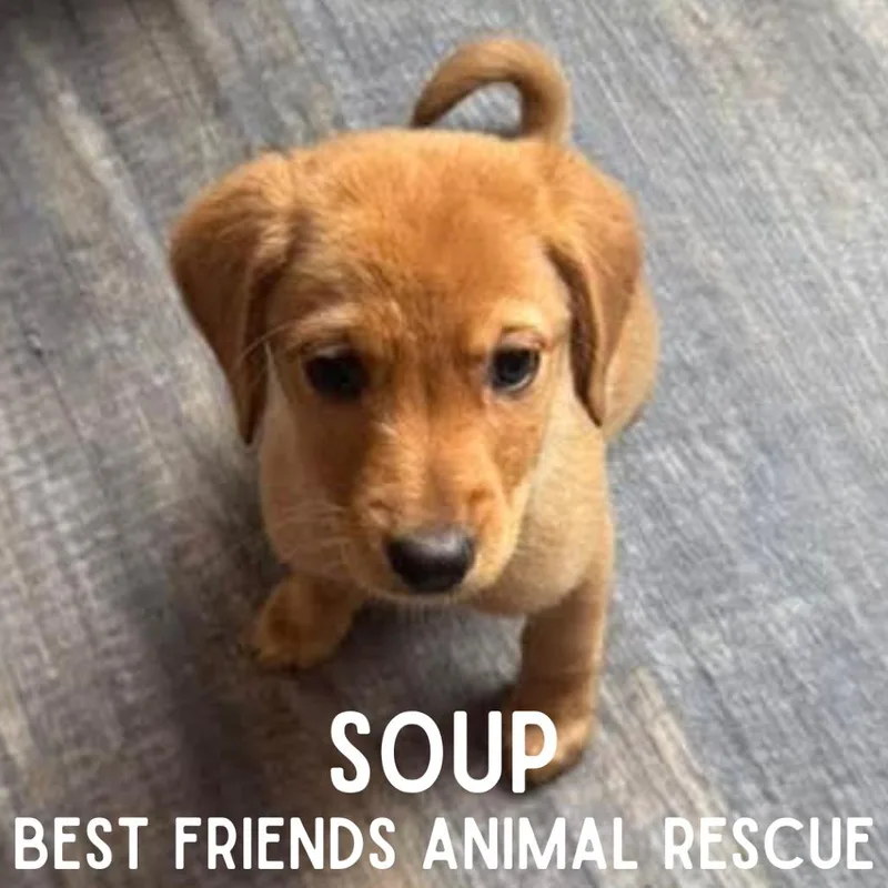 A baby medium-sized female Brown / Chocolate Mixed Breed dog named Soup for adoption in Wasilla, AK