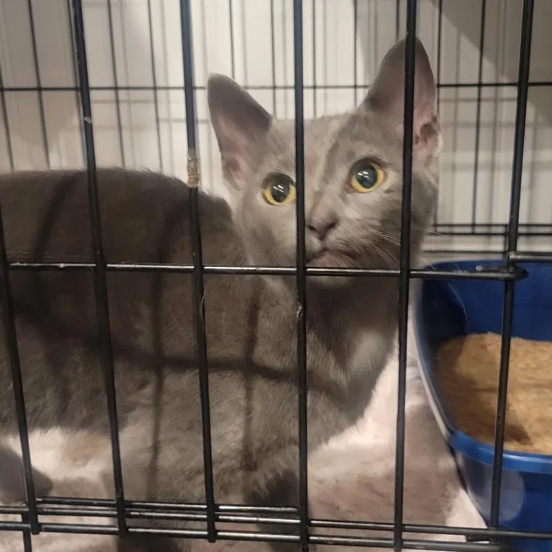 A baby small-sized female Gray / Blue / Silver Domestic Short Hair cat named Prentiss for adoption in Martinsville, IN