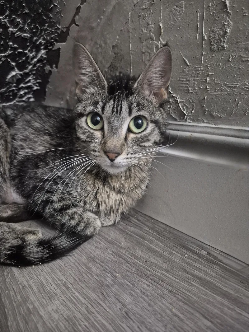 An adult medium-sized female Tabby (Brown / Chocolate) Domestic Short Hair cat named Suki for adoption in Fruit Heights, UT