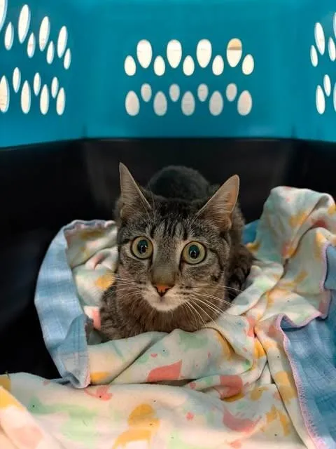 Suki thumbnail 2