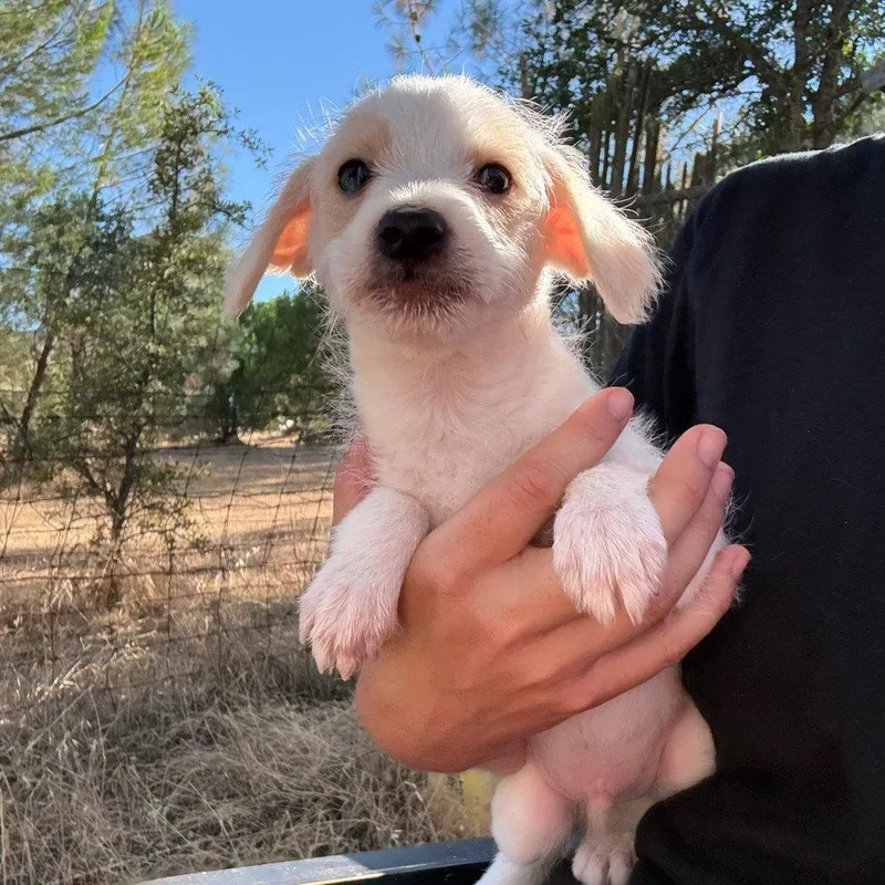 A baby small-sized male Chihuahua dog named Rupert for adoption in Chico, CA