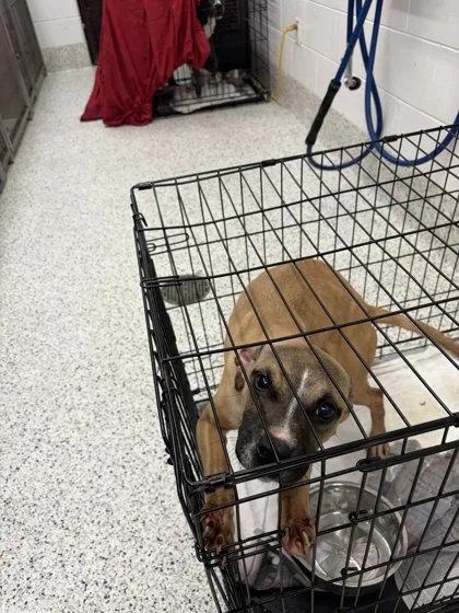 A young medium-sized female Pit Bull Terrier dog named Sassy for adoption in Atlanta, GA