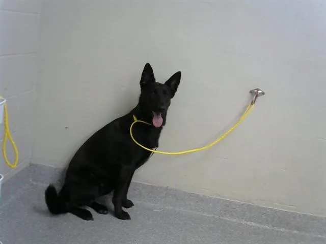 A young large-sized female German Shepherd Dog dog named Maya for adoption in Pasadena, TX