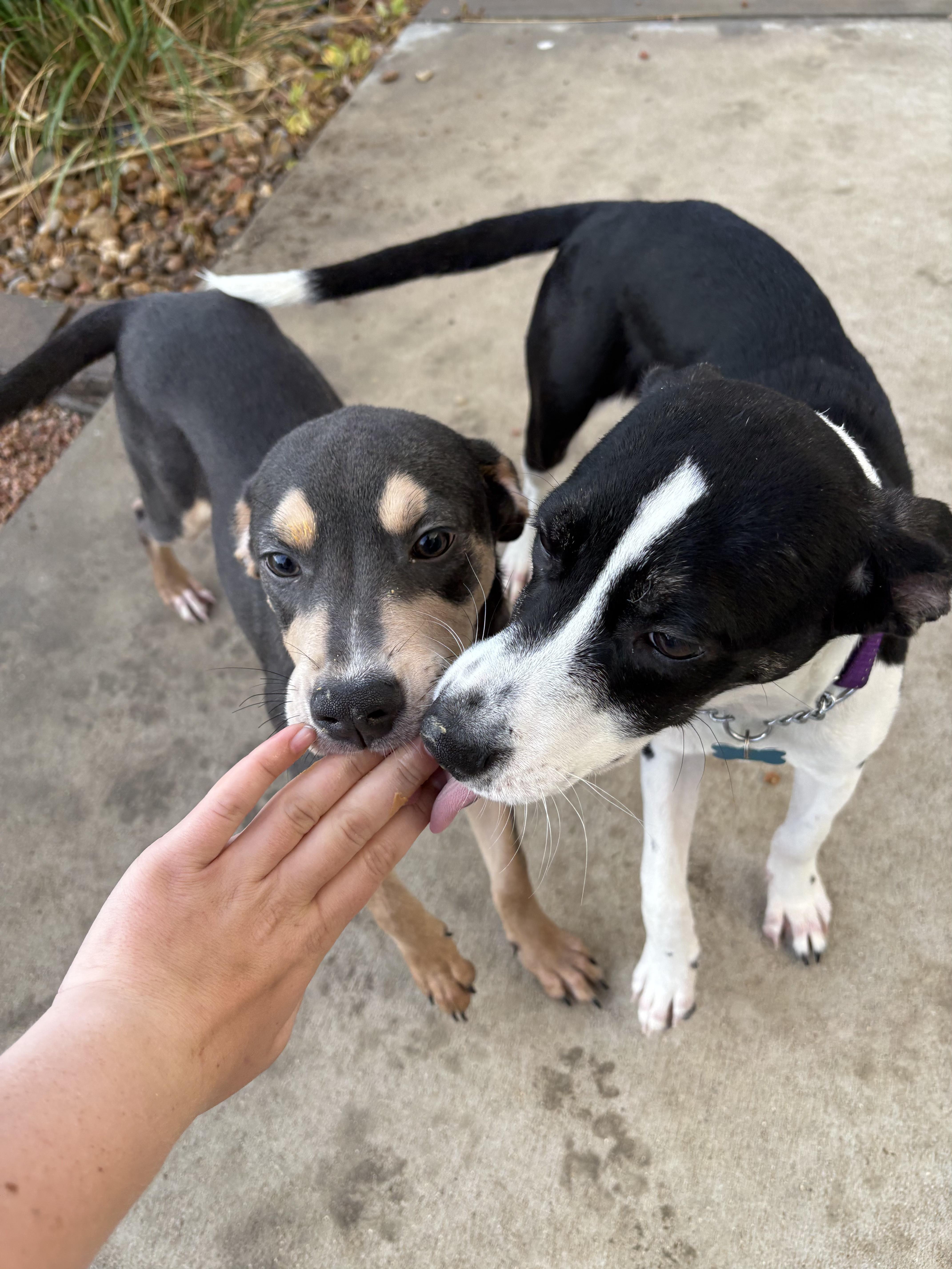A baby medium-sized female Gray / Blue / Silver Blue Lacy dog named Jill for adoption in Fort Collins, CO