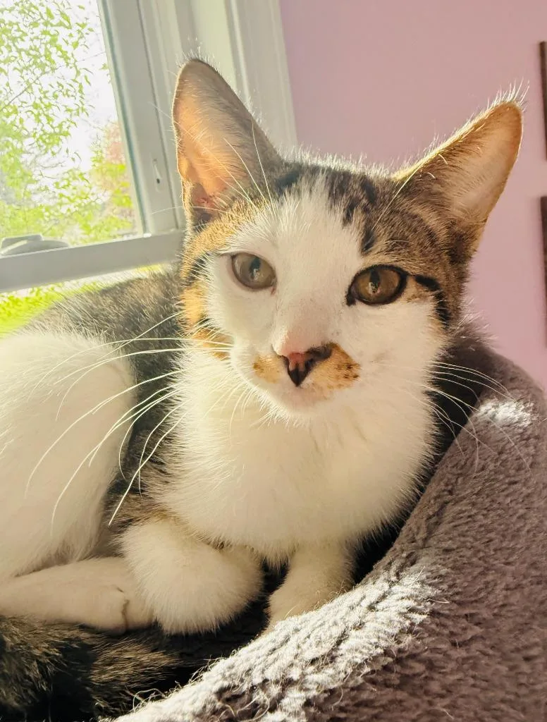 A baby small-sized male Domestic Short Hair cat named Tom for adoption in Minneapolis, MN