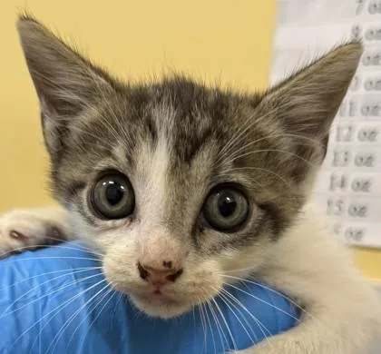 A baby small-sized male Domestic Short Hair cat named Rizz for adoption in Honolulu, HI
