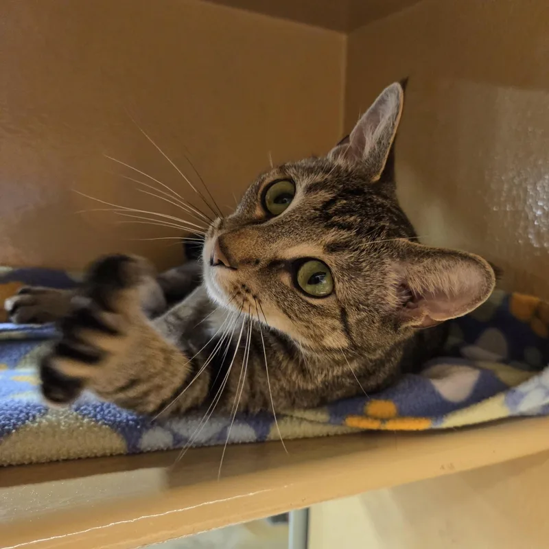 A young small-sized female Tabby (Buff / Tan / Fawn) Domestic Short Hair cat named Luna for adoption in Mayfield, NY
