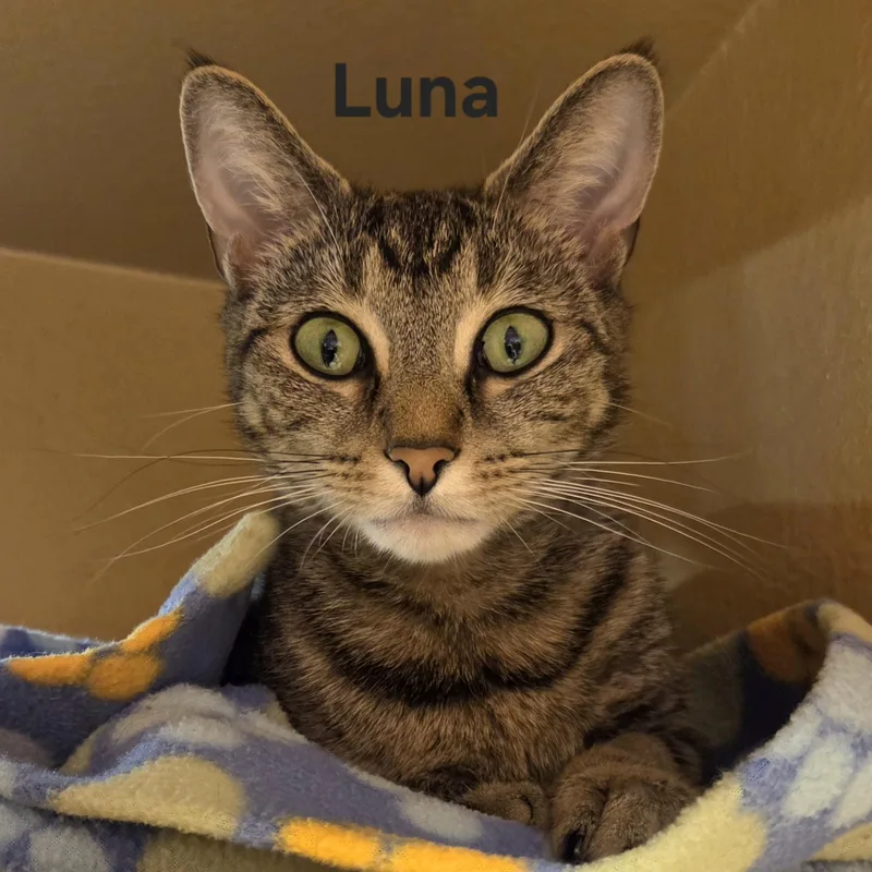 Luna thumbnail 3