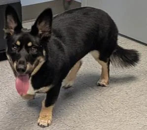 A baby small-sized male Brown / Chocolate Husky dog named Luke "Cado" for adoption in Evansville, IN