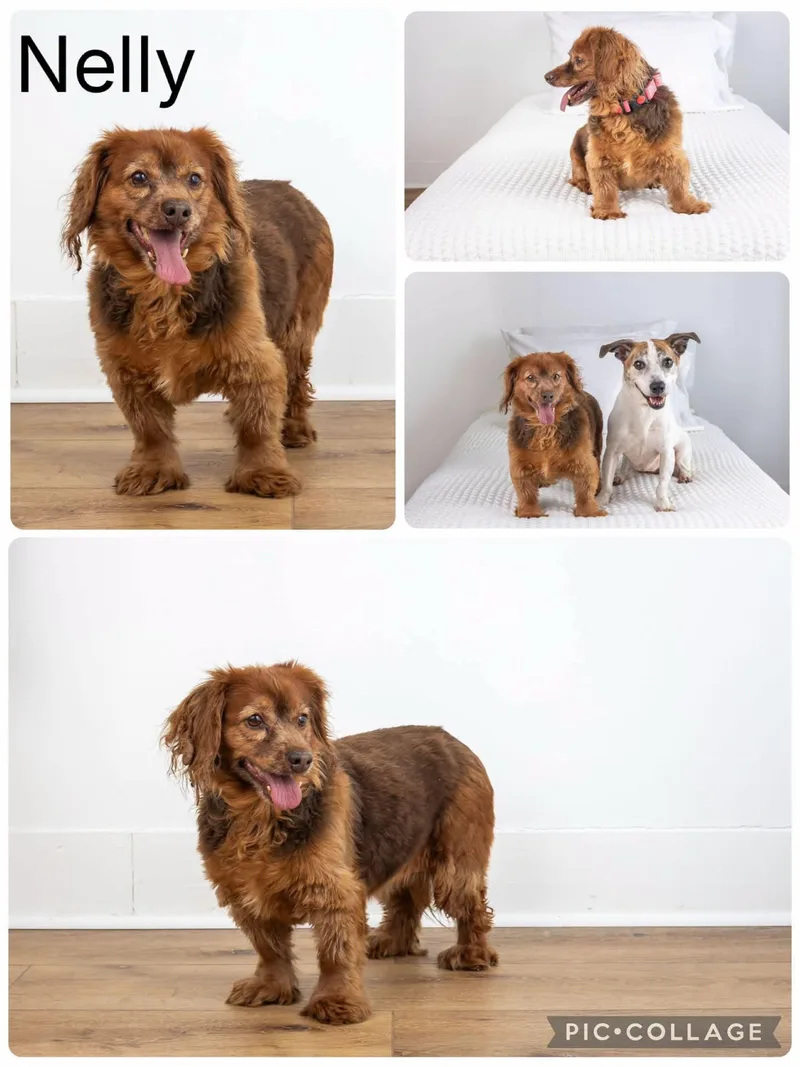 A senior small-sized female Golden Cocker Spaniel dog named Nelly for adoption in Enterprise, AL
