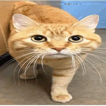 An adult large-sized male Orange / Red Domestic Short Hair cat named Thomas Gustafson C for adoption in Princeton, MN