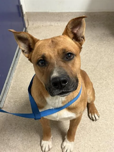 An adult medium-sized male Brown / Chocolate Shepherd dog named Ubi  URGENT for adoption in Thousand Oaks, CA