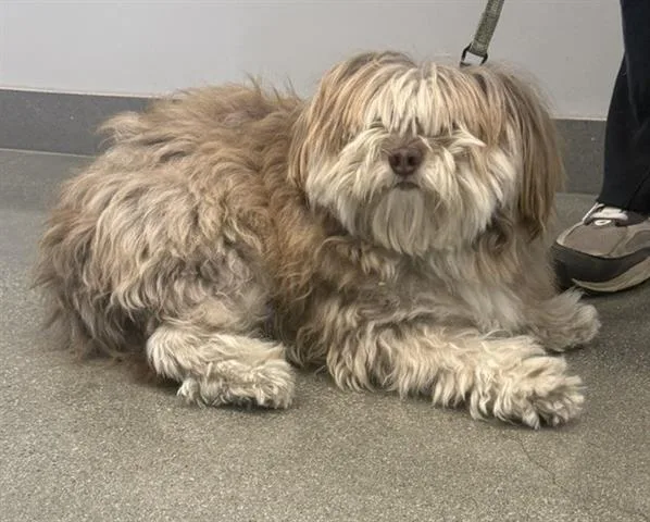 An adult small-sized male Shih Tzu dog named Archie for adoption in San Martin, CA