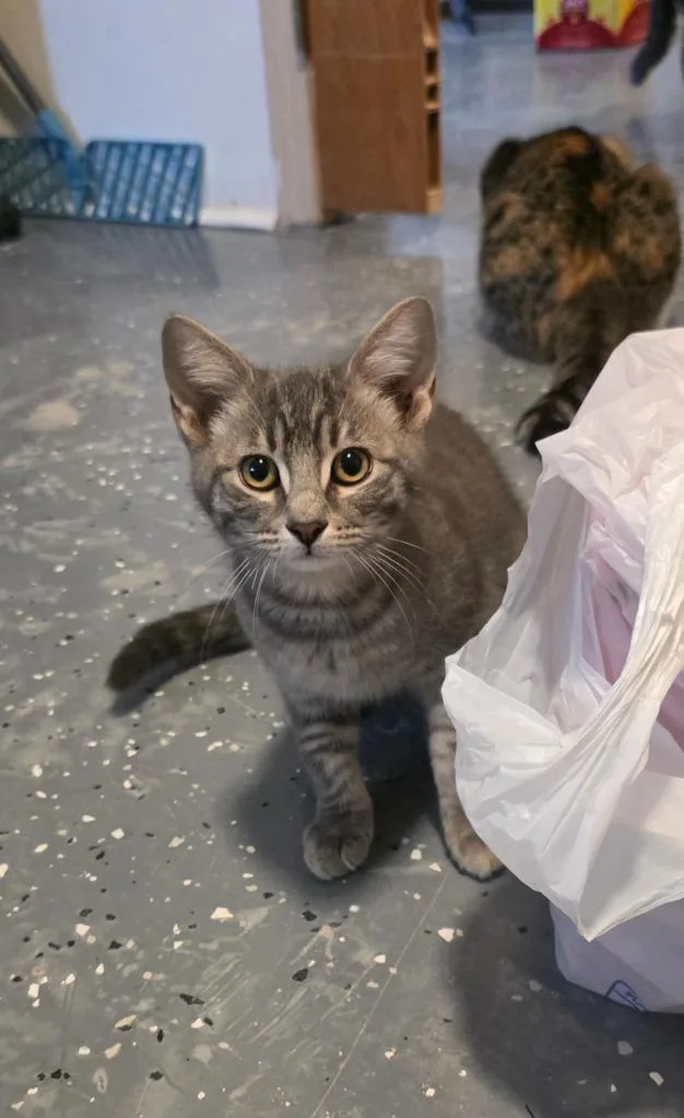 A baby medium-sized female Domestic Short Hair cat named Poppy for adoption in Miami, OK