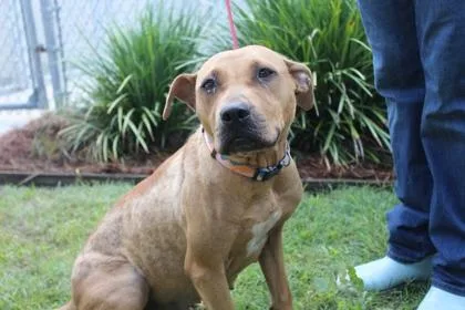 An adult large-sized female Retriever dog named Zoey for adoption in Brunswick, GA