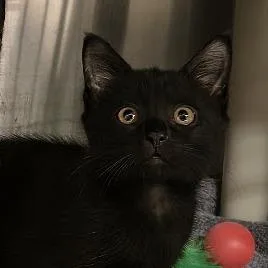 A baby small-sized female Black Domestic Short Hair cat named Gayle for adoption in Springfield, MA