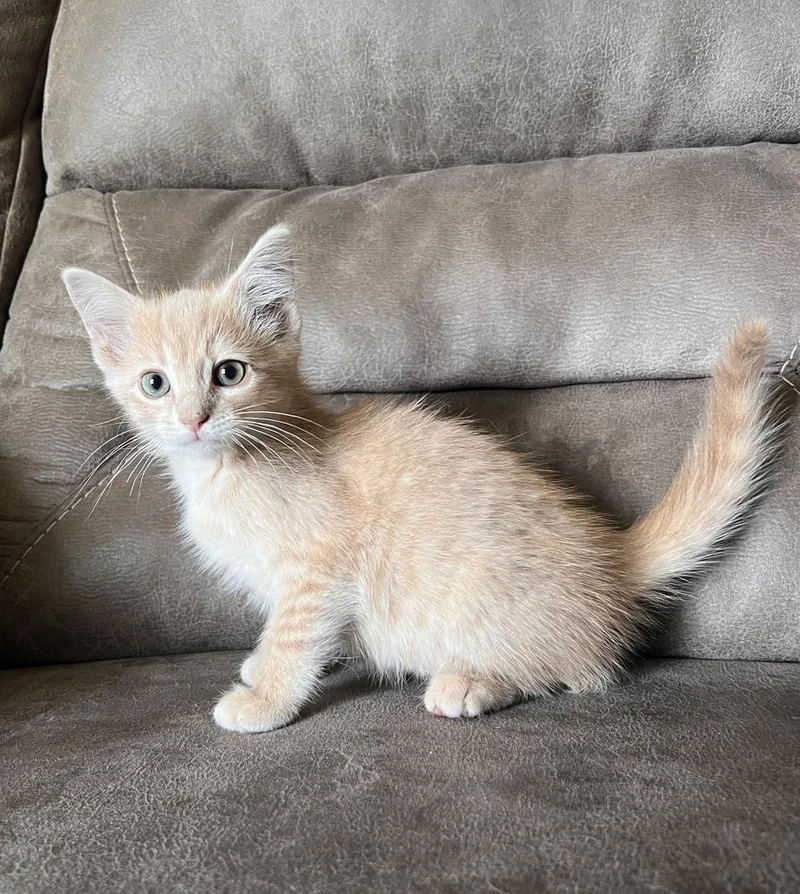 A baby small-sized male Domestic Short Hair cat named Wyatt for adoption in Rochester, IN