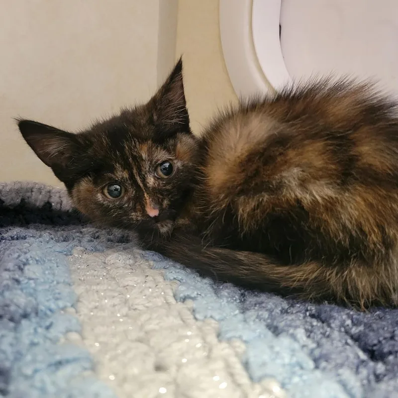A baby small-sized female Tortoiseshell Domestic Short Hair cat named Brands at Sephora for adoption in Westminster, CA