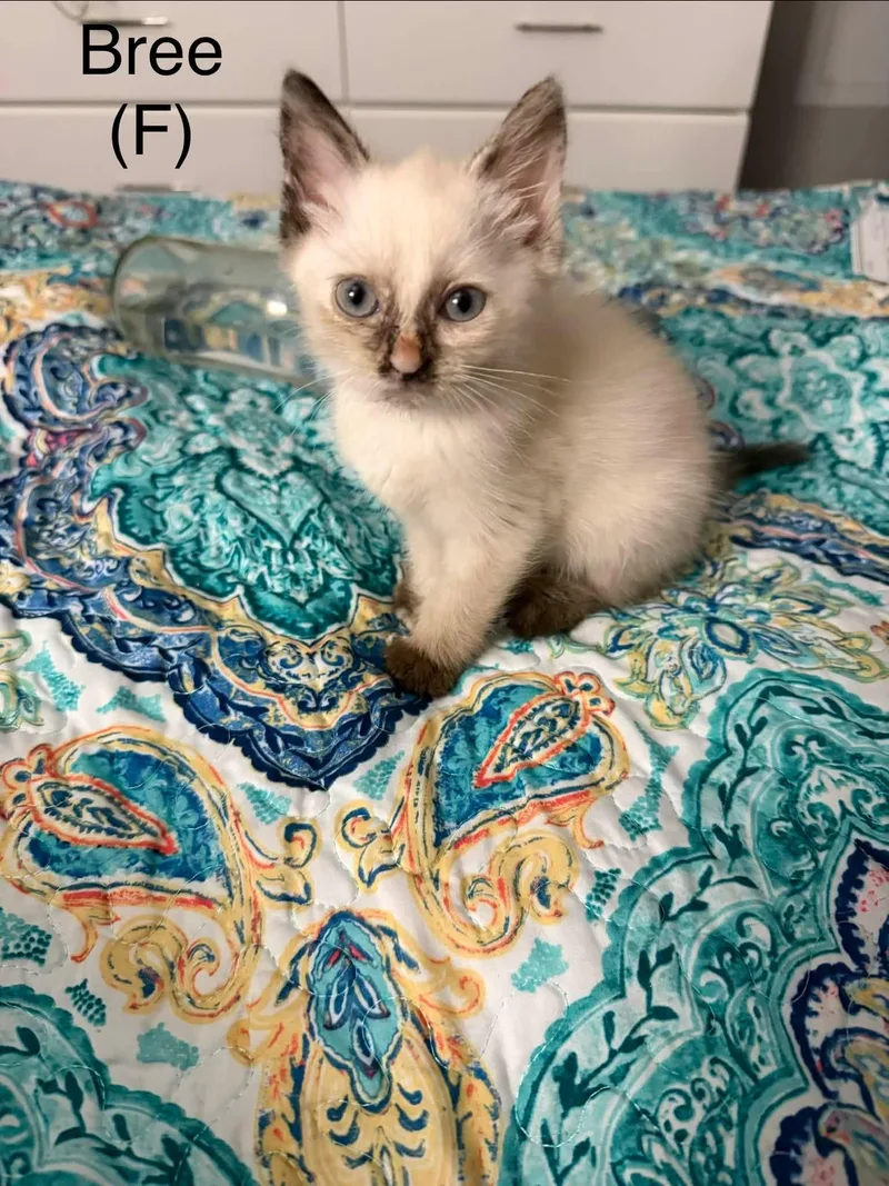 A baby small-sized female Siamese cat named Bree for adoption in Clarksville, TN