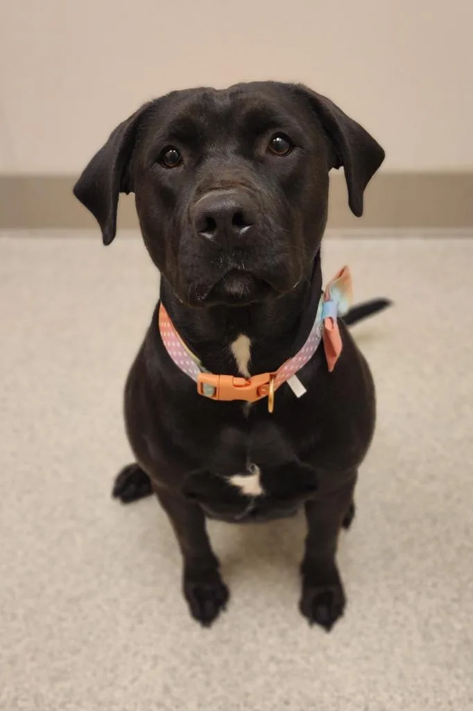 A young medium-sized female Labrador Retriever dog named Nambi for adoption in Superior, WI