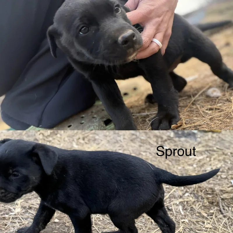 Sprout
