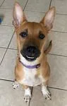 A young medium-sized female Yellow / Tan / Blond / Fawn Terrier dog named A'ja for adoption in Logan, IA