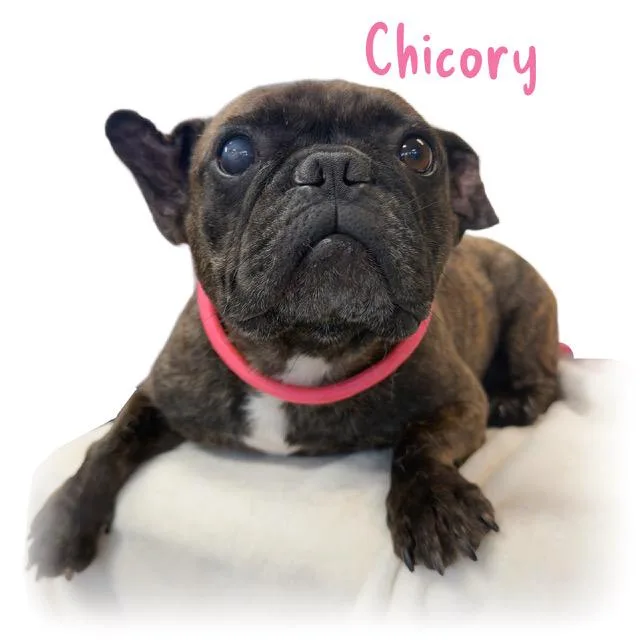 An adult medium-sized female Brindle French Bulldog dog named Chicory for adoption in Tulsa, OK