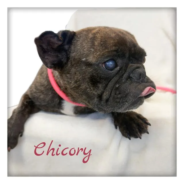 Chicory thumbnail 2