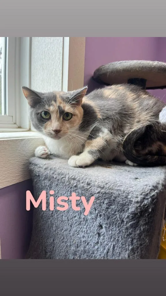 A young medium-sized female Domestic Short Hair cat named Misty for adoption in Kendallville, IN