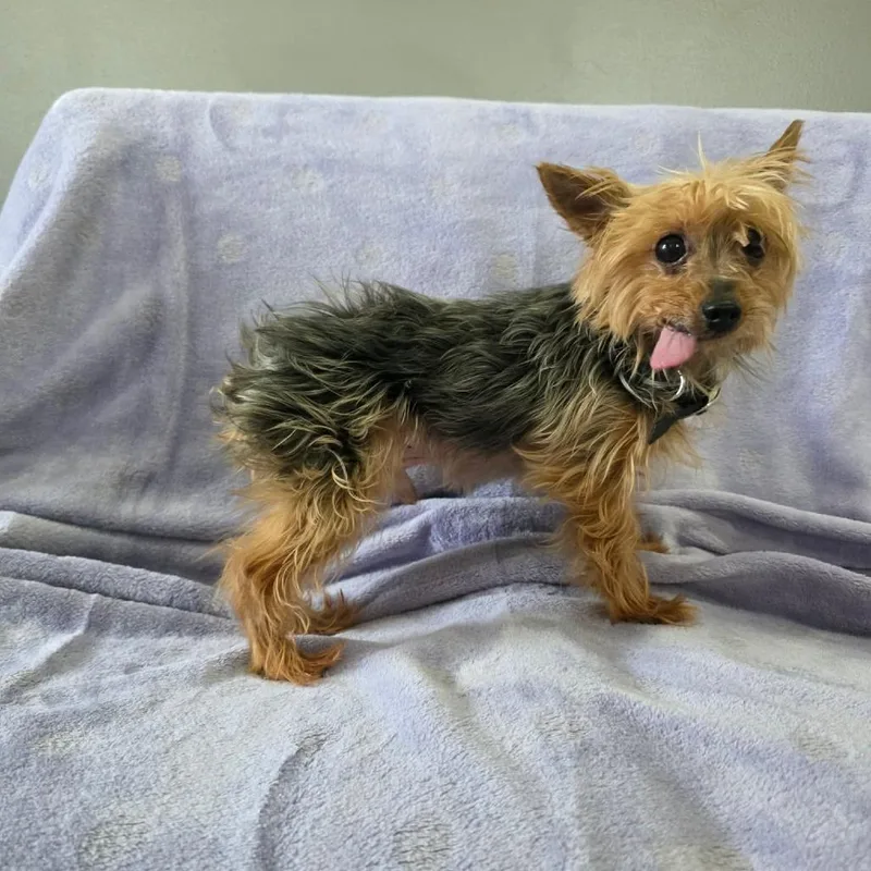 A senior small-sized male Brown / Chocolate Yorkshire Terrier dog named Jj for adoption in Jackson, MO