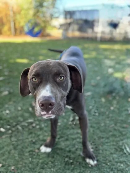 A young large-sized male Pit Bull Terrier dog named Reese for adoption in Red Bluff, CA