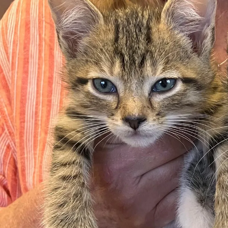 A baby small-sized male Brown / Chocolate Domestic Short Hair cat named Mittens for adoption in Springfield, IL