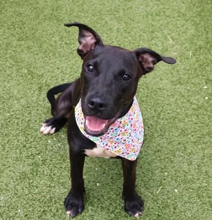 A young medium-sized female Mixed Breed dog named Bernadette for adoption in Athens, GA