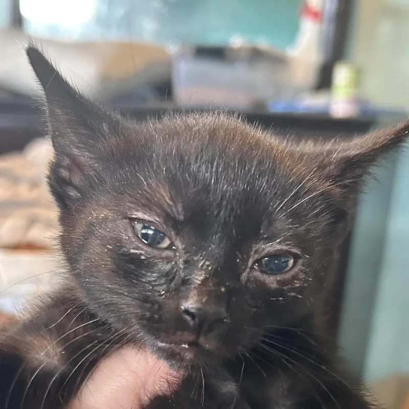 A baby small-sized male Black Domestic Short Hair cat named Vengeance for adoption in Irwin, PA