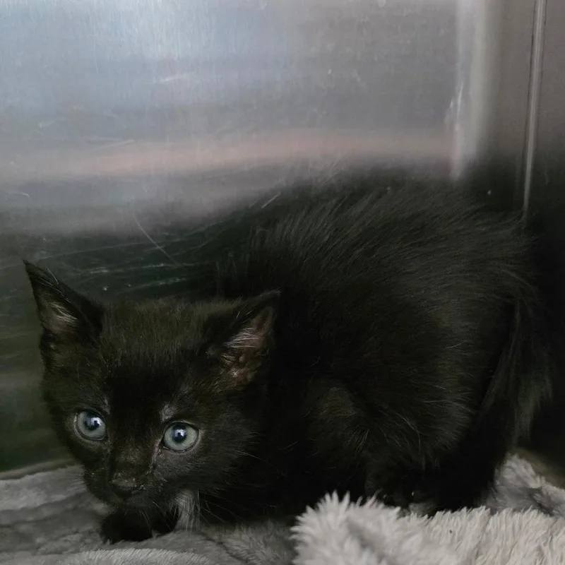 A baby small-sized female Black Domestic Short Hair cat named Yucca Cane for adoption in Chatham, VA