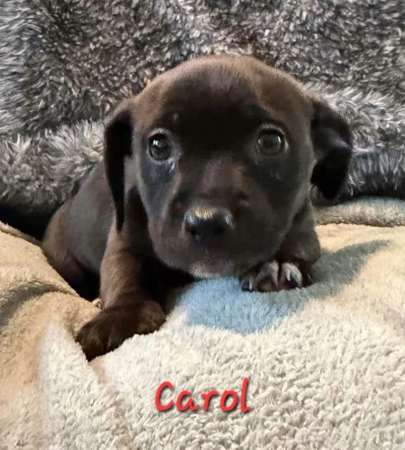 Carol thumbnail 3