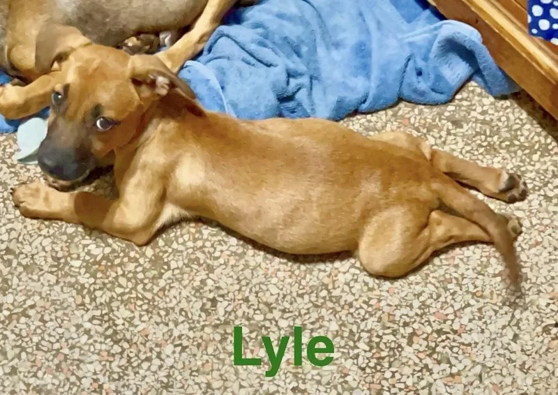 A baby medium-sized male Brown / Chocolate Chihuahua dog named Lyle for adoption in St. Petersburg, FL